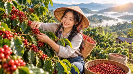 Giá cà phê hôm nay 30/9: Robusta, Arabica cùng bật tăng mạnh