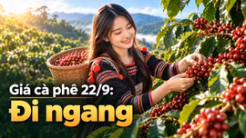 Giá cà phê hôm nay 22/9: Thị trường trong nước tiếp tục ổn định