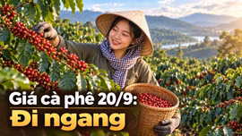 Giá cà phê hôm nay 20/9: Trong nước ổn định, Robusta thế giới phục hồi