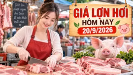 Giá lợn hơi hôm nay 20/9/2026: Cả nước đi ngang, miền Bắc giữ giá cao