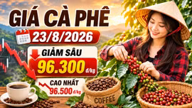 Giá cà phê hôm nay 23/8/2026 giảm sâu, cao nhất còn 96.500 đồng/kg