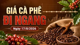 Giá cà phê hôm nay 17/8 ngừng giảm, Robusta và Arabica chờ tín hiệu mới