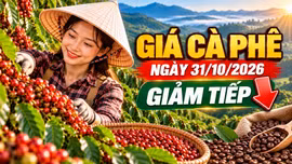 Giá cà phê hôm nay 31/10: Robusta tiếp tục giảm, Arabica quanh 285 cent/lb