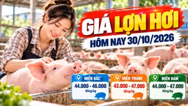 Giá lợn hơi hôm nay 30/10: Cả nước dao động 43.000 - 47.000 đồng/kg
