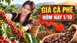Giá cà phê hôm nay 1/10/2026: Tây Nguyên giảm, Robusta đi xuống