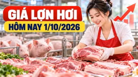 Giá lợn hơi hôm nay 1/10: Miền Bắc và miền Trung cao nhất 57.000 đồng/kg