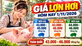 Giá lợn hơi hôm nay 1/11: Cả nước dao động 43.000 - 46.000 đồng/kg