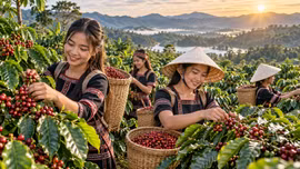 Giá cà phê hôm nay 24/9: Trong nước và thế giới tiếp tục chịu áp lực giảm