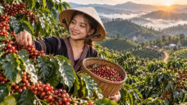 Giá cà phê hôm nay 23/9: Trong nước và thế giới cùng đi xuống
