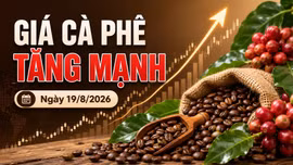 Giá cà phê hôm nay 19/8 bật tăng 1.800 đồng/kg, thế giới tăng mạnh