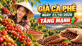 Giá cà phê hôm nay 21/10: Tây Nguyên tăng mạnh, thế giới quay đầu giảm