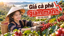 Giá cà phê hôm nay 22/10: Trong nước và thế giới cùng chịu áp lực giảm
