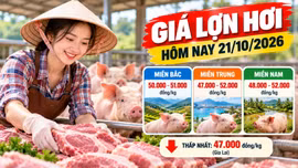 Giá lợn hơi hôm nay 21/10/2026: Thấp nhất 47.000 đồng/kg