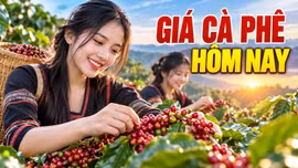 Giá cà phê hôm nay 26/9/2026: Giảm nhẹ, cao nhất 92.700 đồng/kg