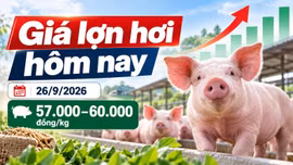 Giá lợn hơi hôm nay 26/9: Hai địa phương duy trì mốc 60.000 đồng/kg