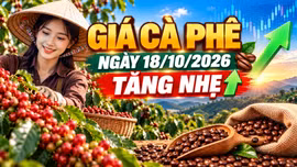 Giá cà phê hôm nay 18/10: Arabica bật hơn 3%, Tây Nguyên phục hồi