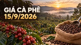 Giá cà phê hôm nay 15/9/2026 đi ngang, thị trường chờ tín hiệu mới