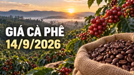 Giá cà phê hôm nay 14/9: Robusta và Arabica cùng giảm