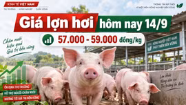 Giá lợn hơi hôm nay 14/9: Mốc 60.000 đồng/kg chưa trở lại