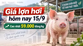 Giá lợn hơi hôm nay 15/9: 34 địa phương đồng loạt giữ giá
