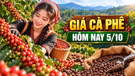 Giá cà phê hôm nay 5/10: Trong nước ổn định, Robusta giữ mức 3.469 USD/tấn
