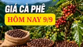 Giá cà phê hôm nay 9/9: Trong nước hạ nhiệt, giá Robusta thế giới bứt phá?
