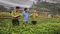 Bảo Thắng chủ động nguồn cây giống phục vụ trồng rừng