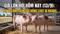 Giá lợn hơi hôm nay (13/9): Thị trường cả nước đồng loạt đi ngang