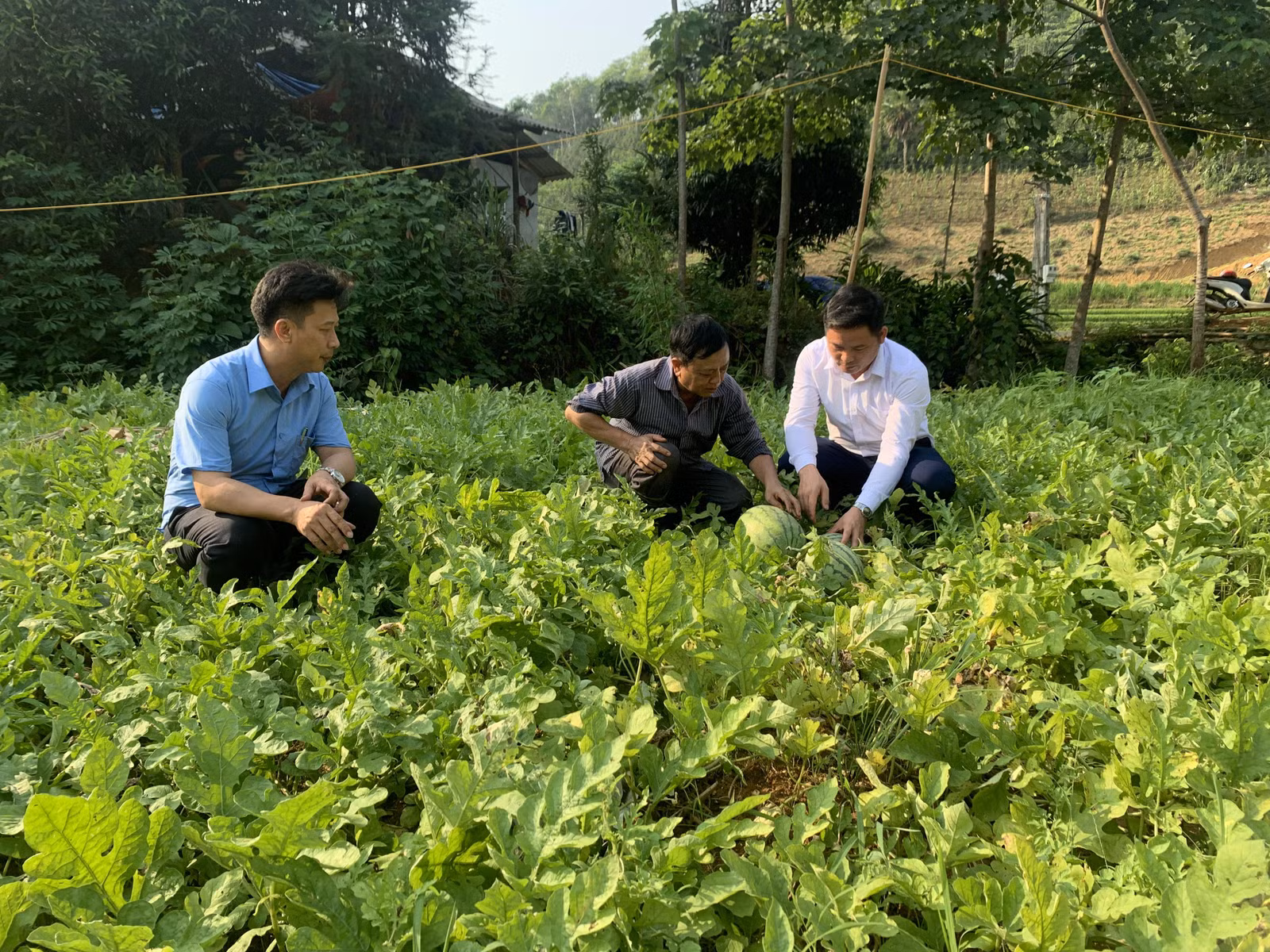 Hiện nay, UBND xã Thượng Hà đang hoàn thiện hồ sơ, quy trình đề nghị quả Dưa hấu xã Thượng Hà trở thành sản phẩm OCOP trong năm 2023..JPG