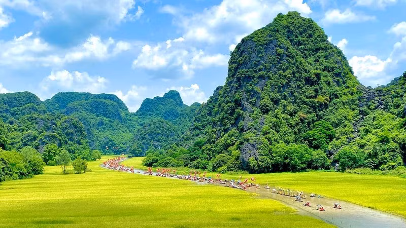 Cánh đồng lúa vàng tuyệt đẹp ở Tam Cốc làm say lòng du khách.