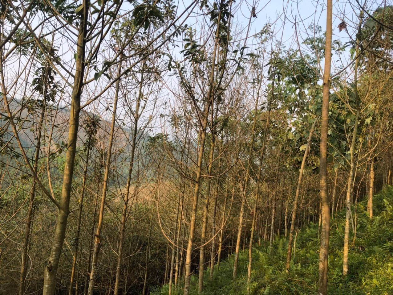 Rừng mỡ bị sâu gây hại.jpg