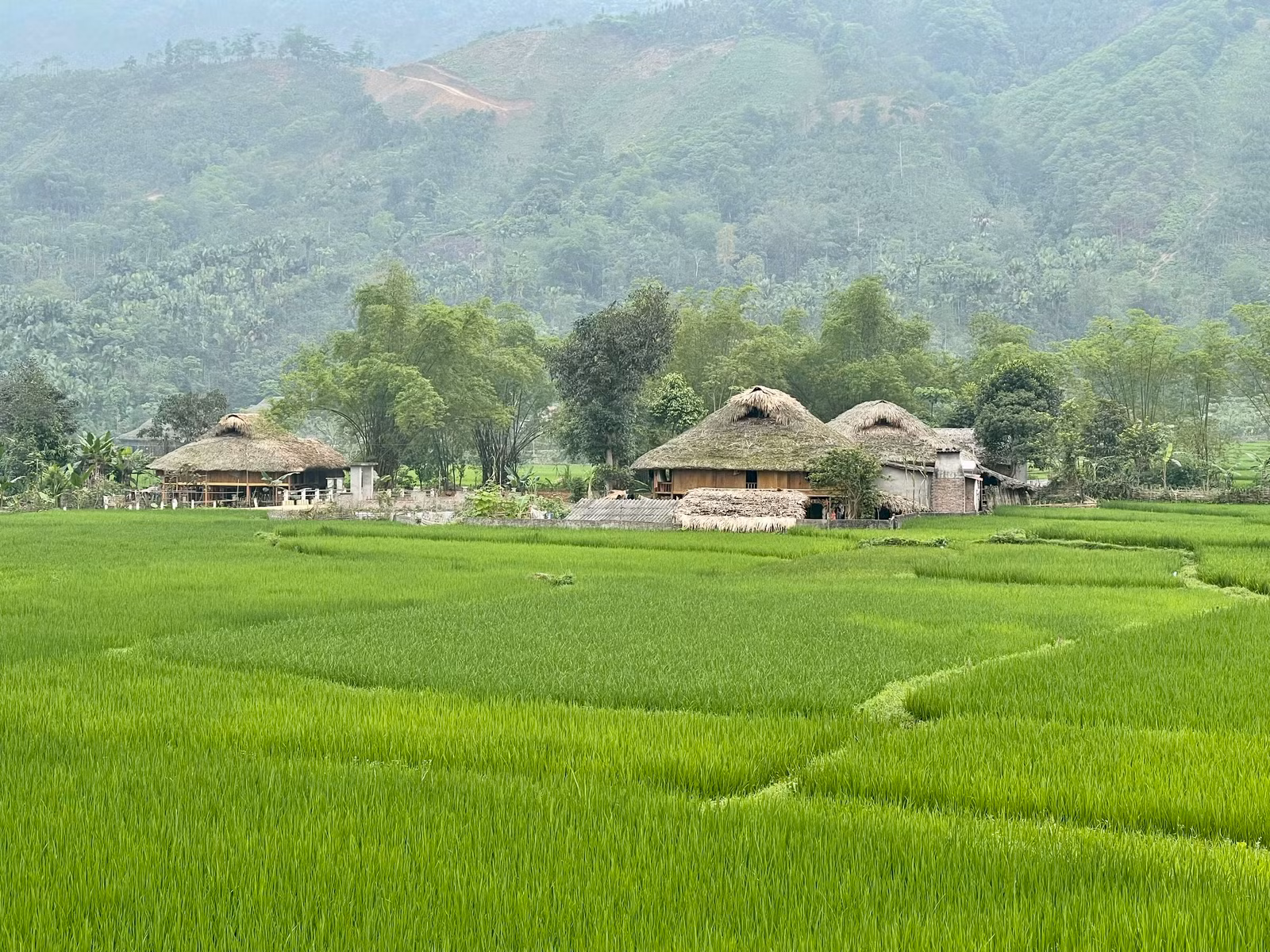 Nghĩa Đô xanh.jpg