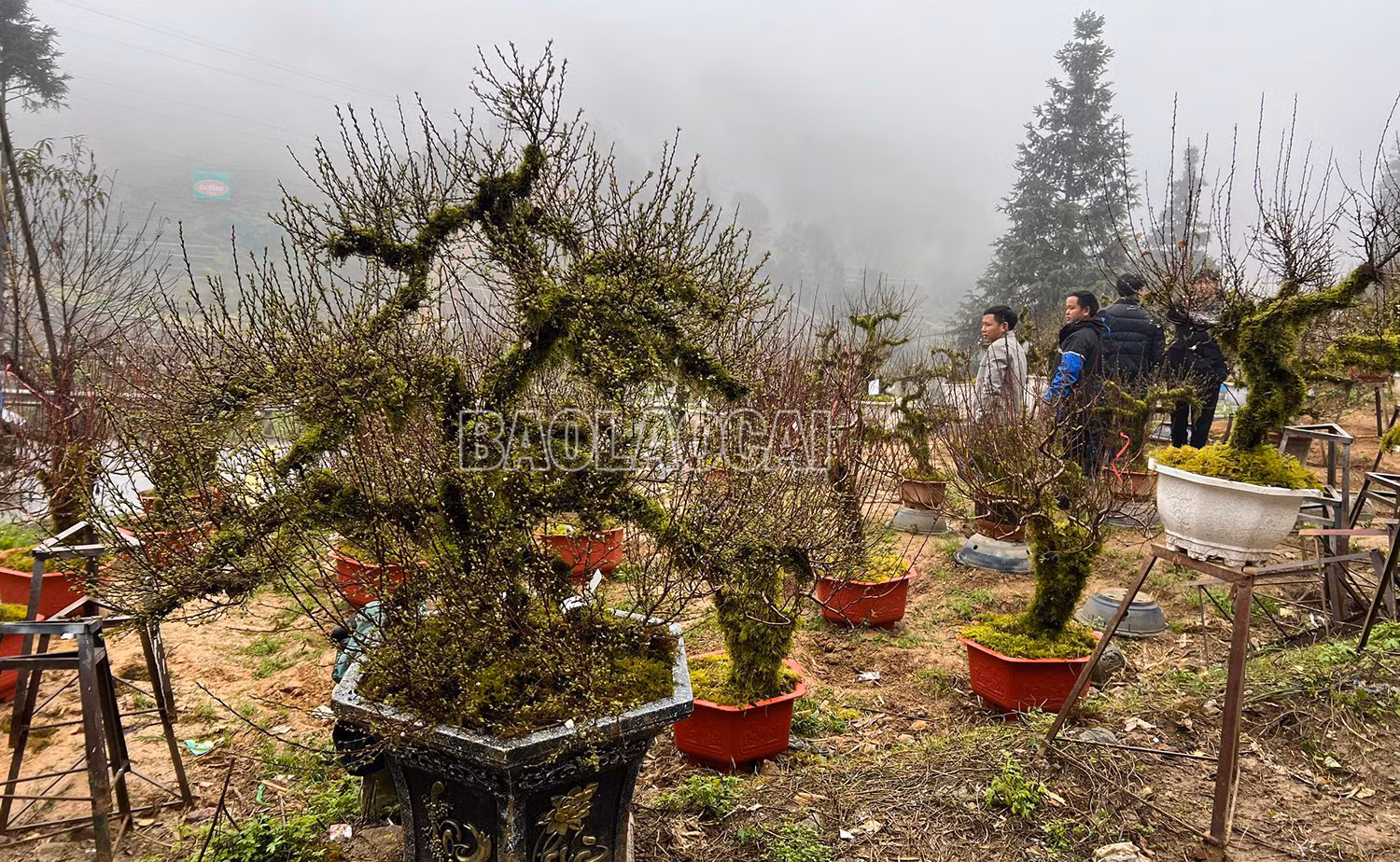 Daosapa (4).jpg