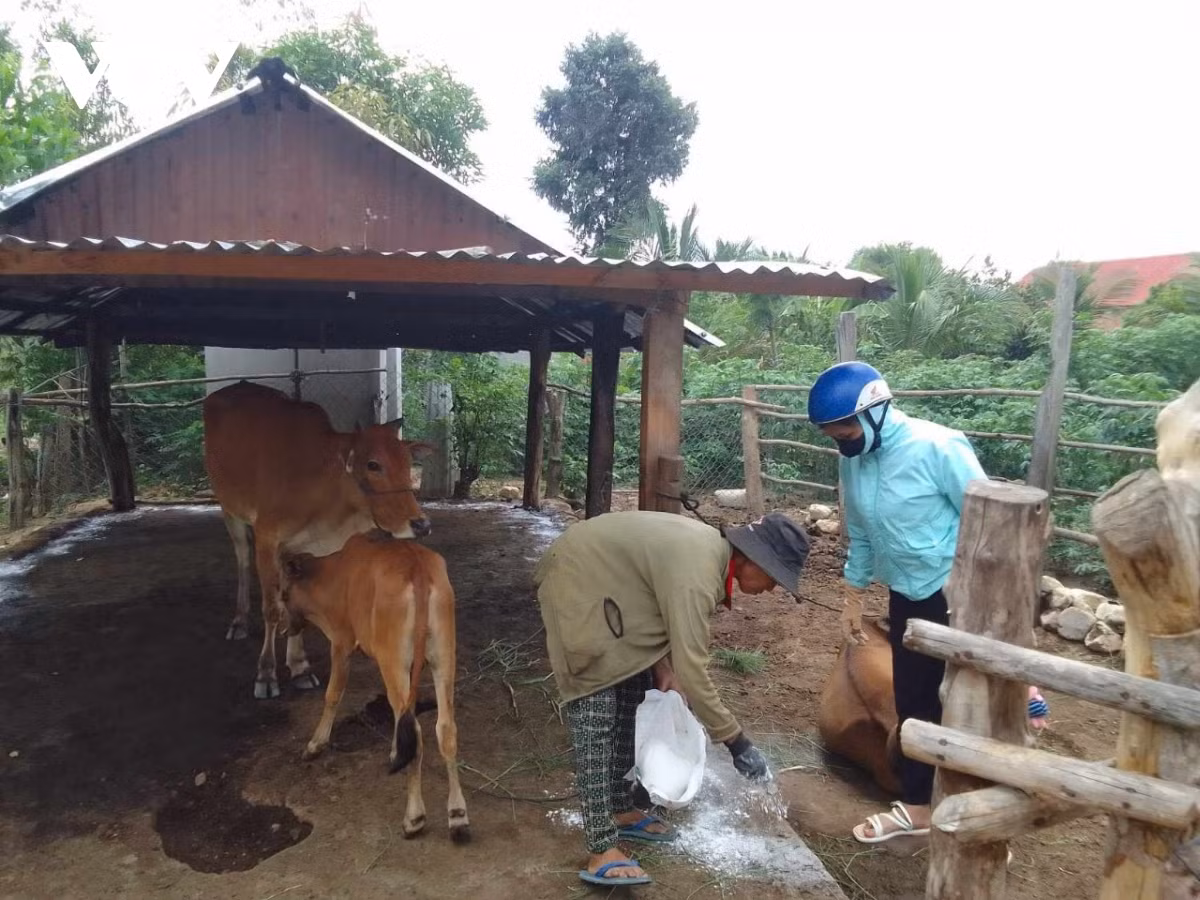 Người dân làng Bông Pim tiêu độc khử trùng chuồng trại bằng vôi bột (Ảnh: Nguyễn Thảo).