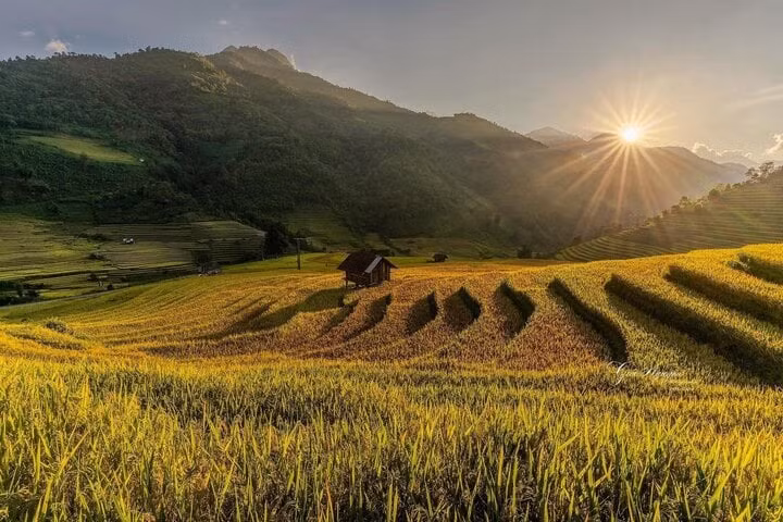 Những thửa ruộng bậc thang chín vàng tại làng Lao Chải - Tả Van - Ảnh: Phúc Lâm