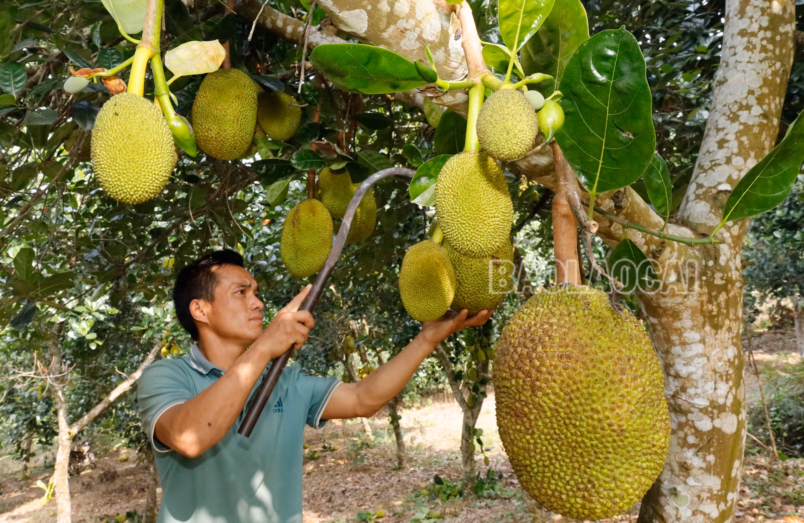 banlau-2-1089.jpg