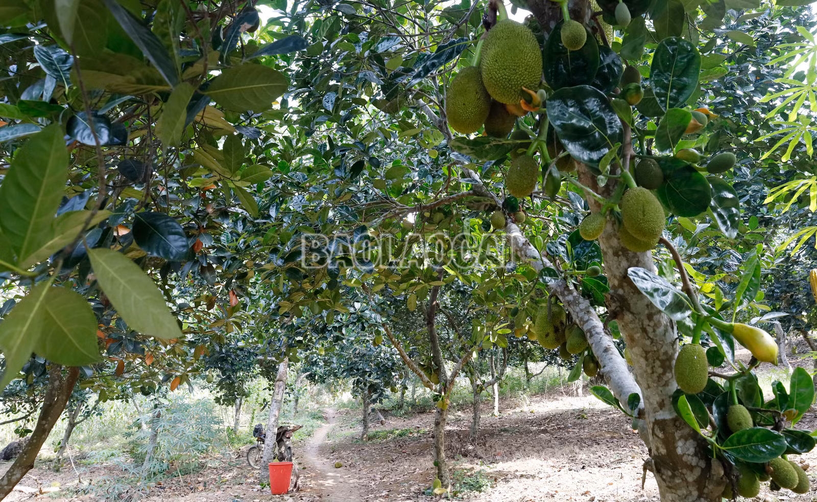 banlau-4-7954.jpg