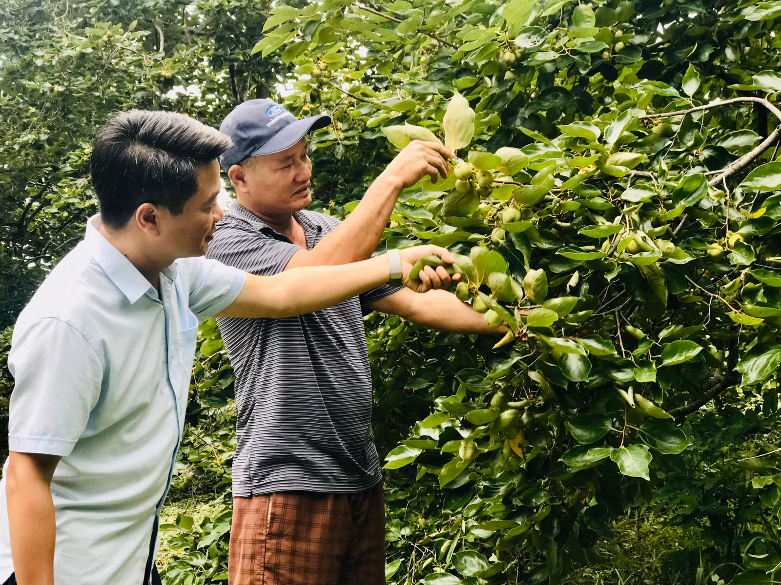 a Lợi và vườn Hồng không hạt.jpg