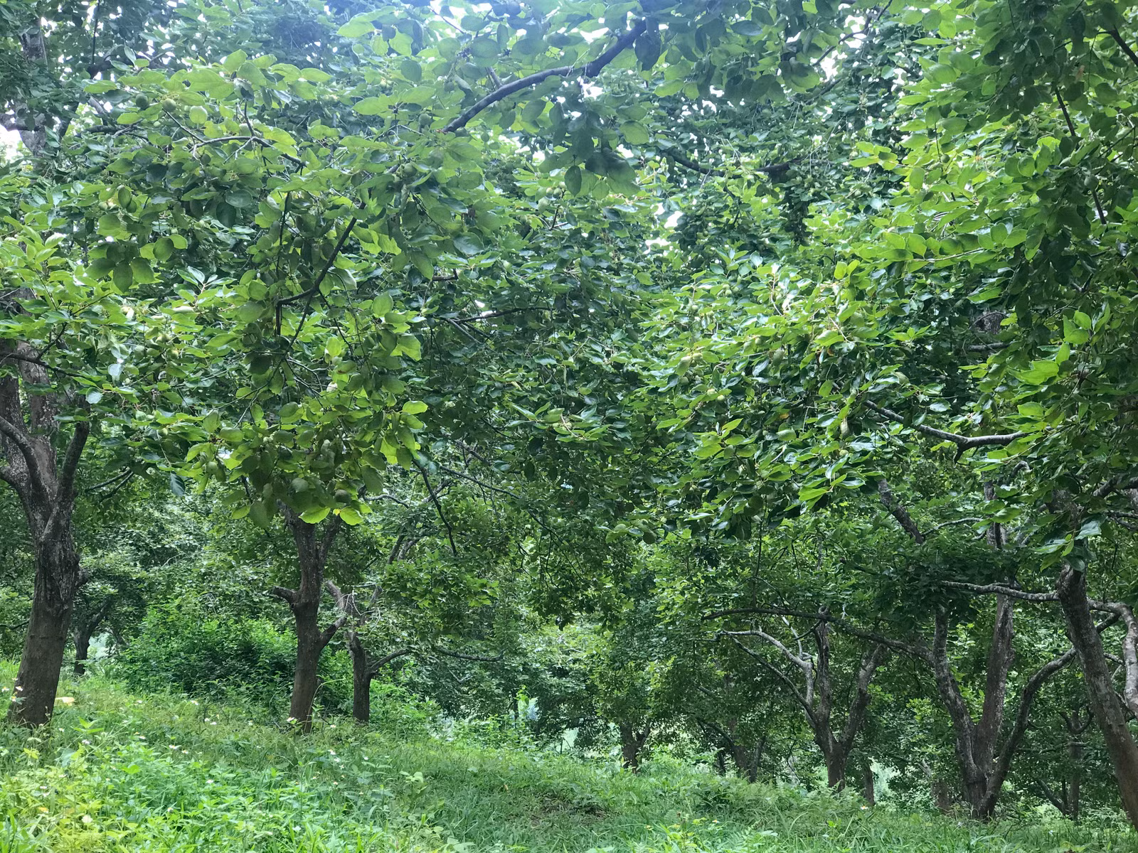 mở rộng diện tích Hồng.jpg