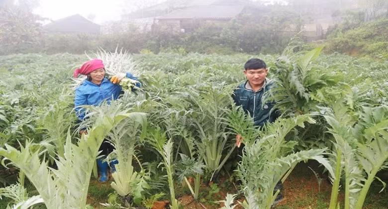 Người dân Sa Pa thu hoạch Atisô.
