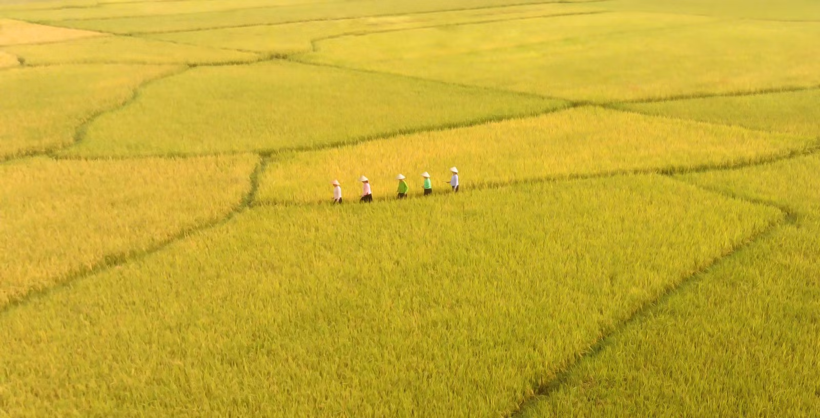 Đi giữa mùa vàng.jpg