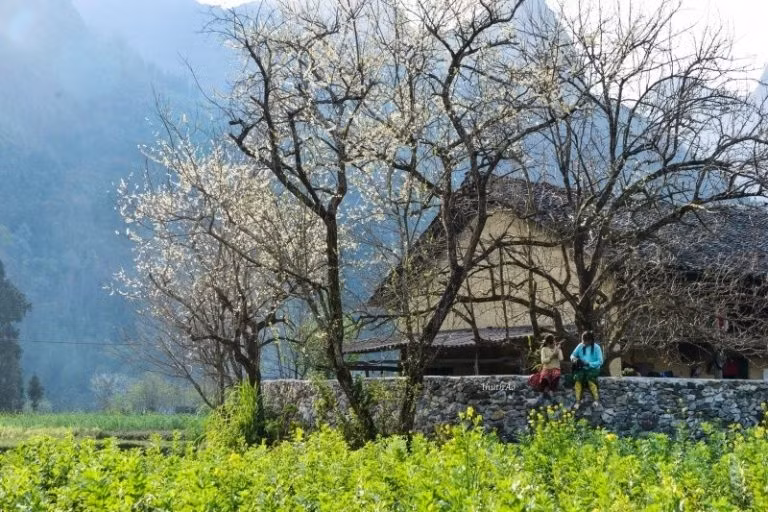Vào xuân, quanh nhà là vườn cải vàng toả hương trong nắng, khoe sắc với những cành đào phai, những bông lê trắng.