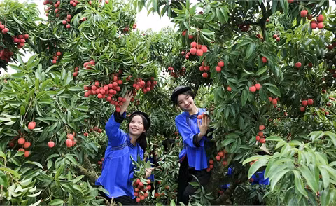 Nông dân Lục Ngạn thu hoạch vải thiều (Báo Bắc Giang).jpg