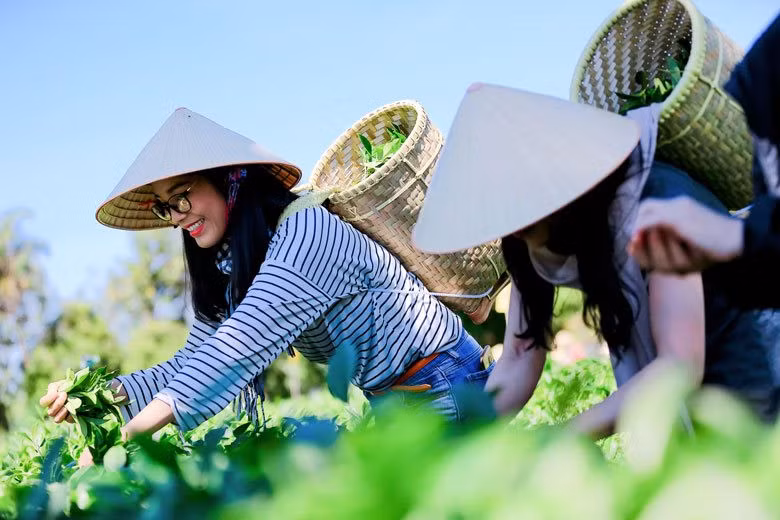 Du khách hái trà trong tour du lịch vườn chè ở Đà Lạt, Lâm Đồng.