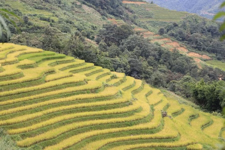 Mùa lúa chín ở Hồng Ngài.