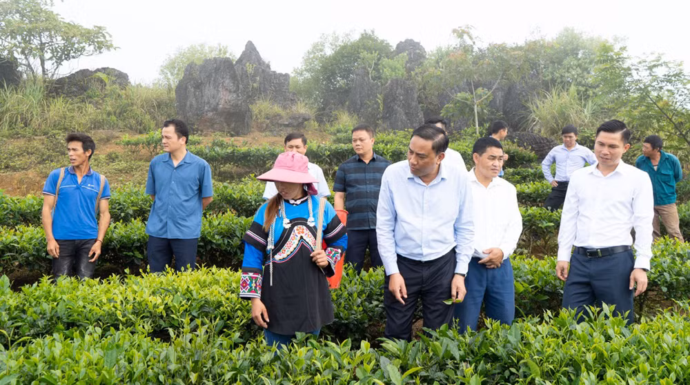 Thăm đồi chè của anh Lù Sần Phủ, thôn Sín Lùng Chải, xã Lùng Khấu Nhin 1.jpg