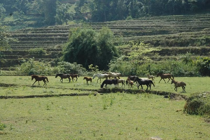 Ngựa bạch là loài vật nuôi có khả năng mang lại hiệu quả cao cho đồng bào DTTS.