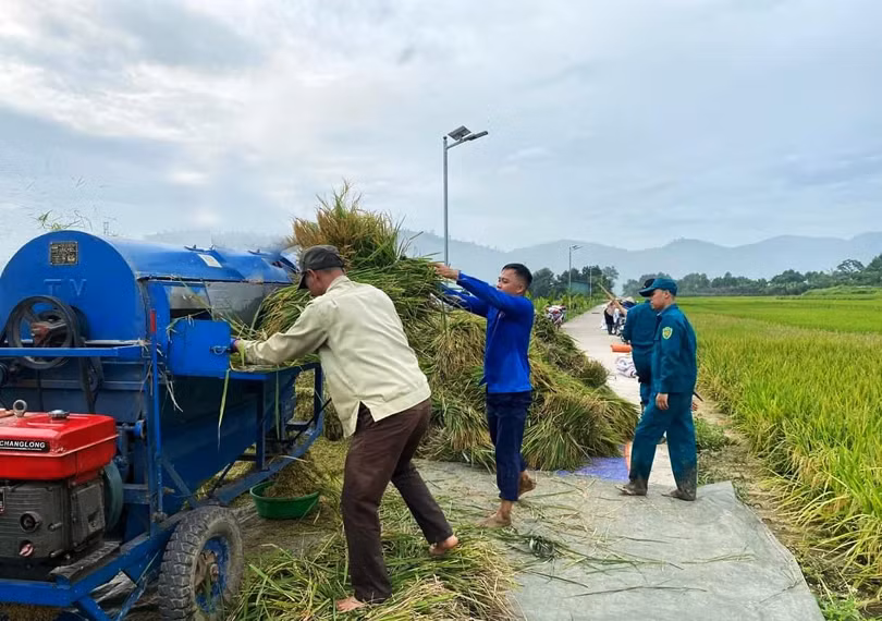 Giúp gia đình Khánh thu hoạch lúa xuân.jpg