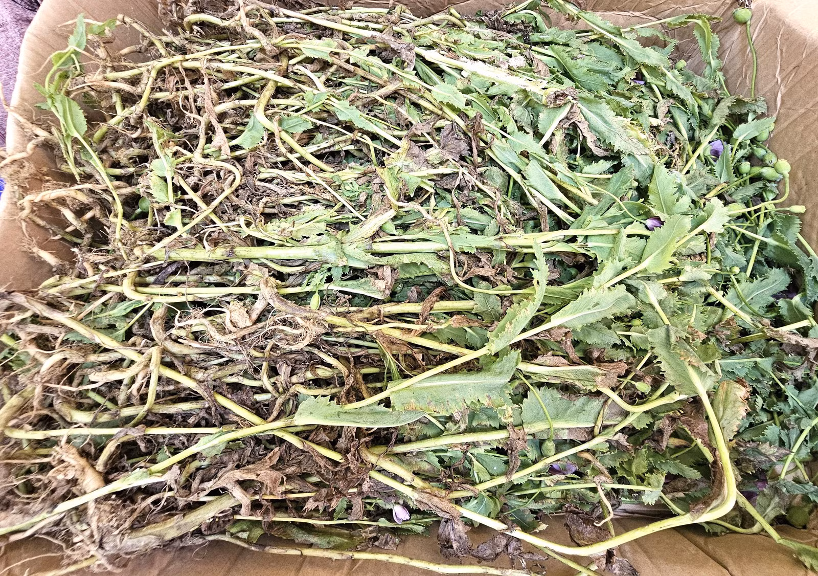 Cây thuốc phiện bị Công an thu giữ.jpg