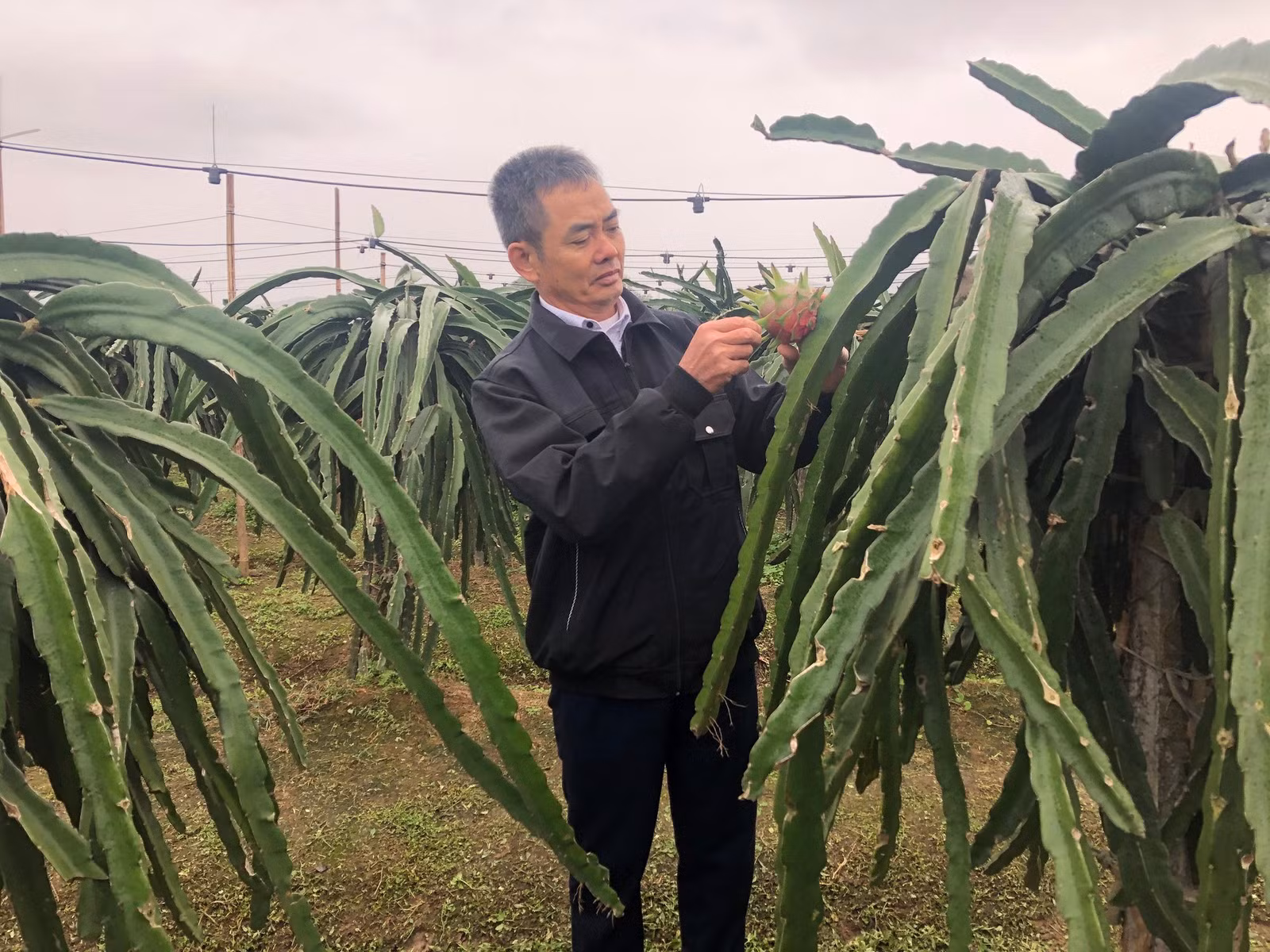 Trồng thanh long theo hướng hữu cơ.